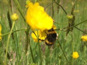 bee on a buttercup